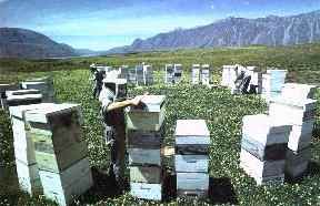 Working beehives